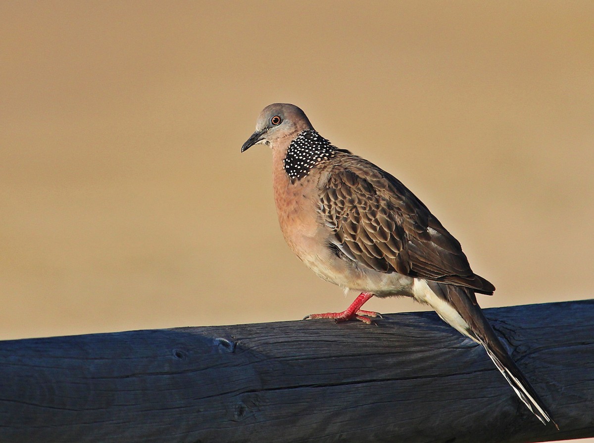 Spotted Dove - ML118140461
