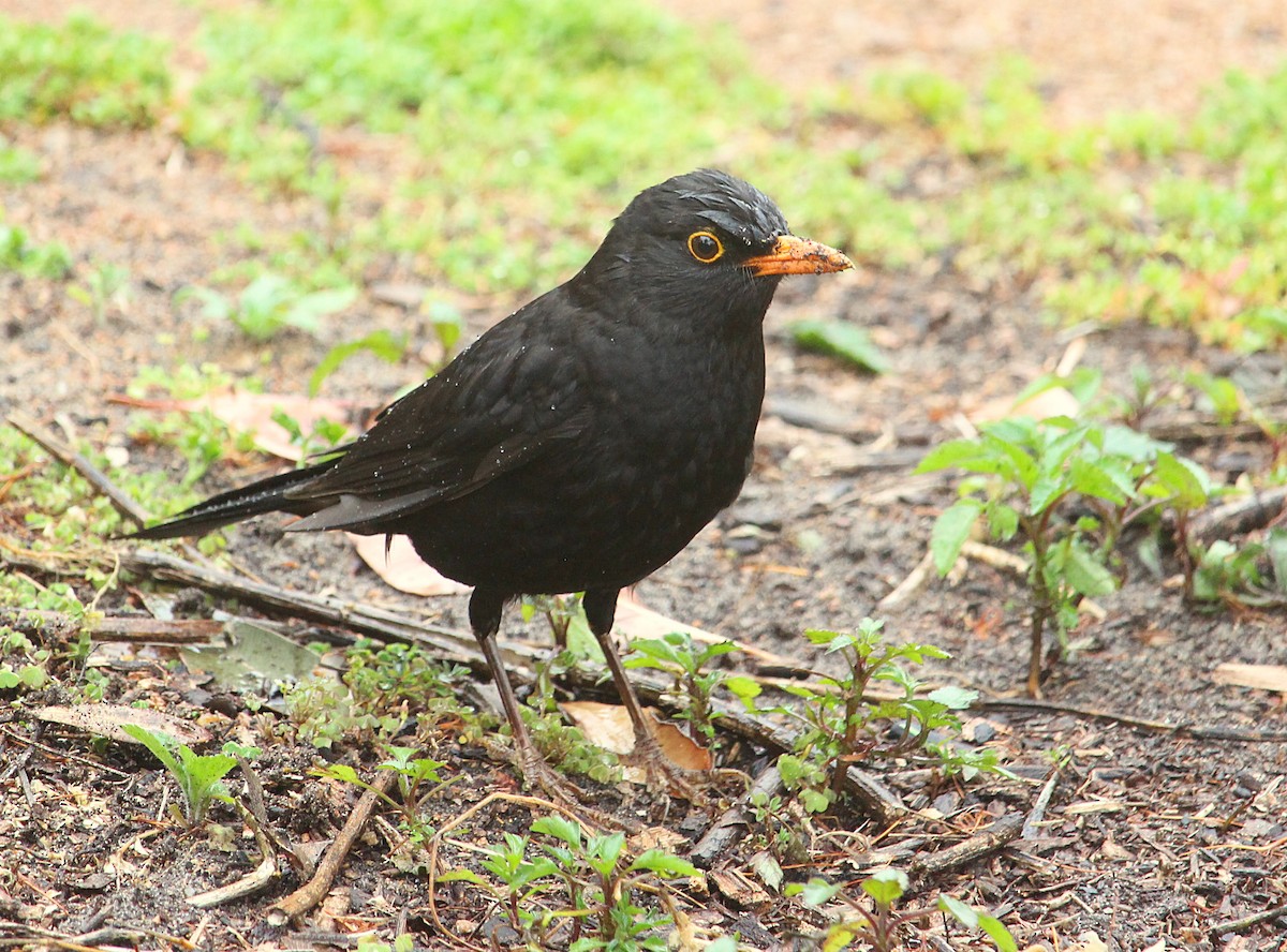 Eurasian Blackbird - Kent Warner