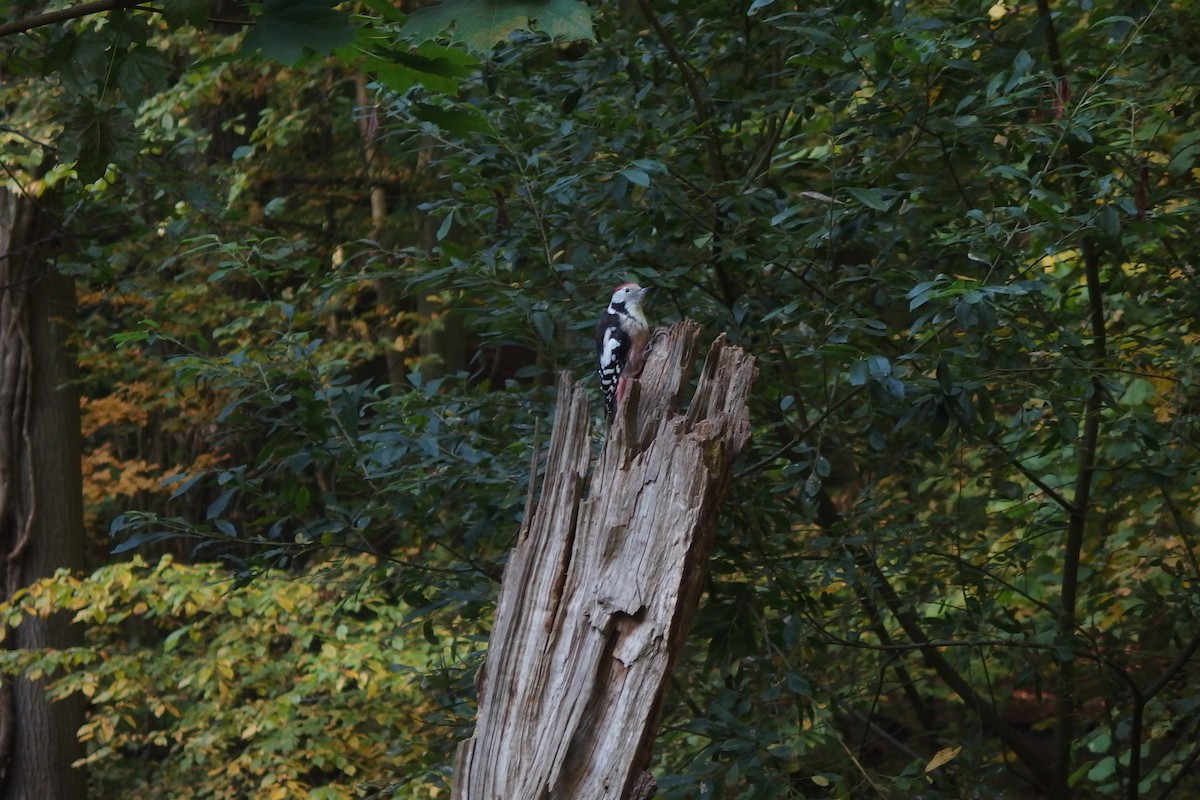 Middle Spotted Woodpecker - ML118142321