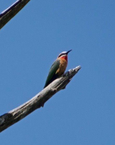 White-fronted Bee-eater - ML118143871