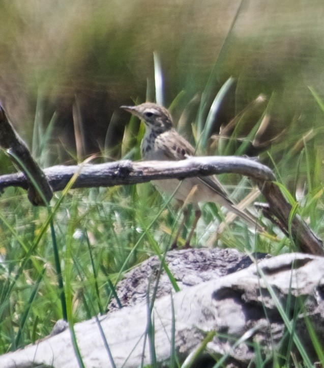 African Pipit - ML118143981