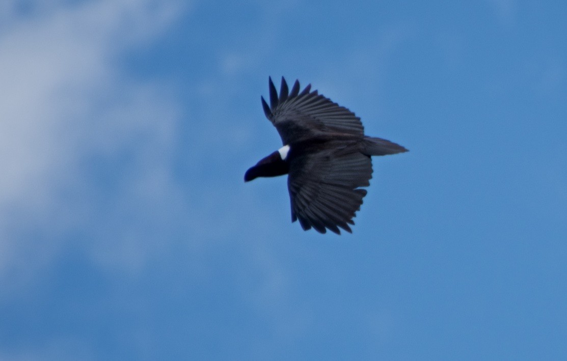White-necked Raven - ML118144041
