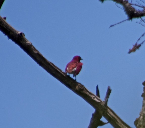 Violet-backed Starling - ML118144061
