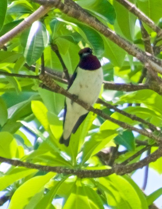 Violet-backed Starling - ML118144071