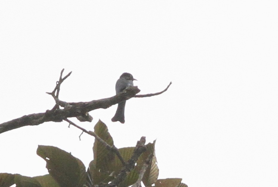 Square-tailed Drongo-Cuckoo - John Martin