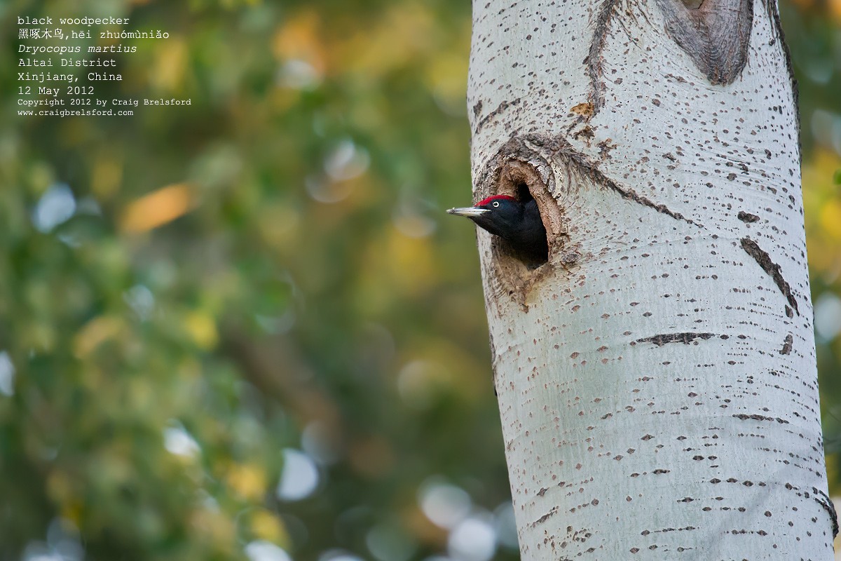 Black Woodpecker - ML118145501