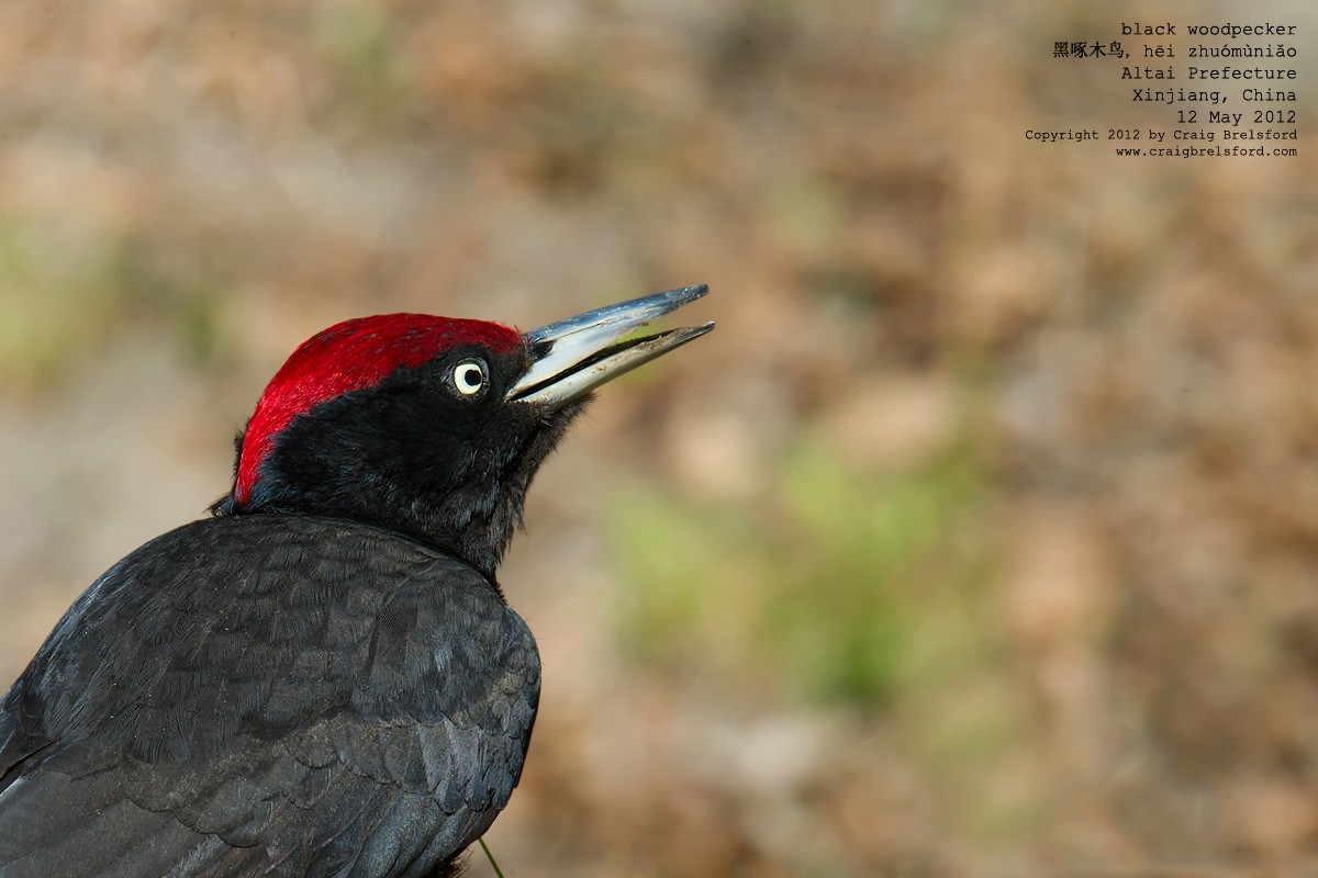 Black Woodpecker - ML118145661