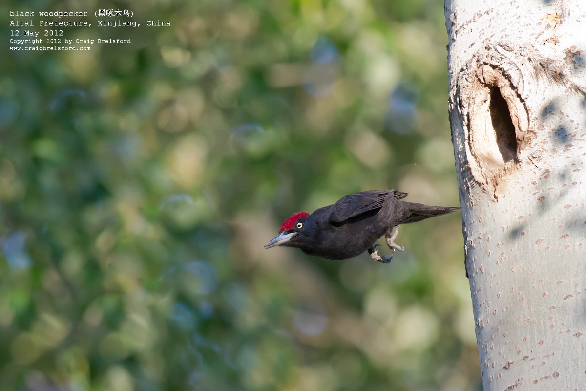 Black Woodpecker - ML118145691
