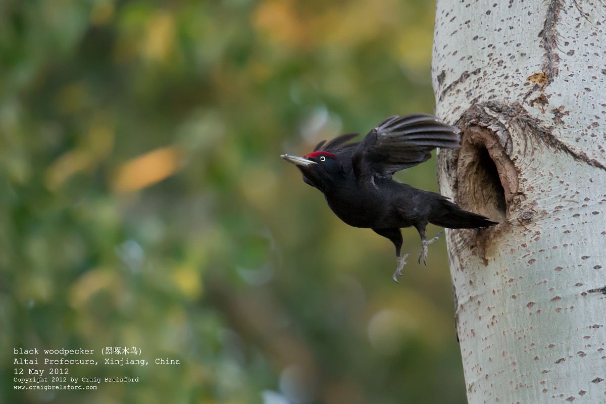 Black Woodpecker - ML118145701