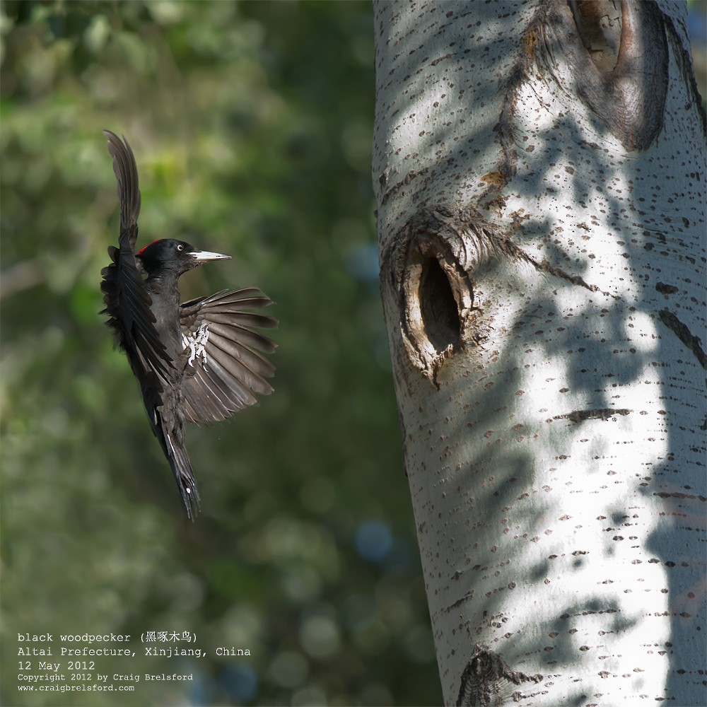 Black Woodpecker - ML118145721