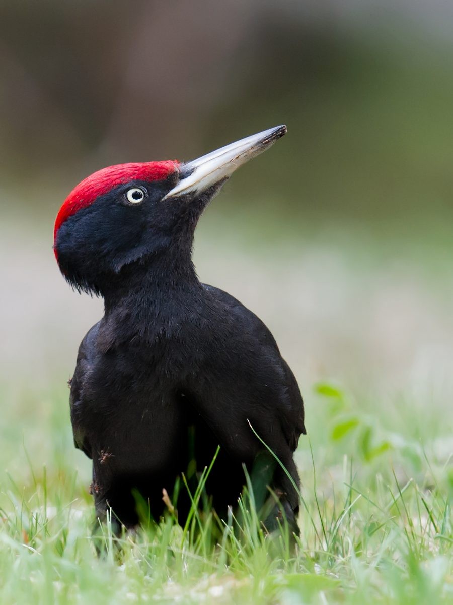 Black Woodpecker - Craig Brelsford