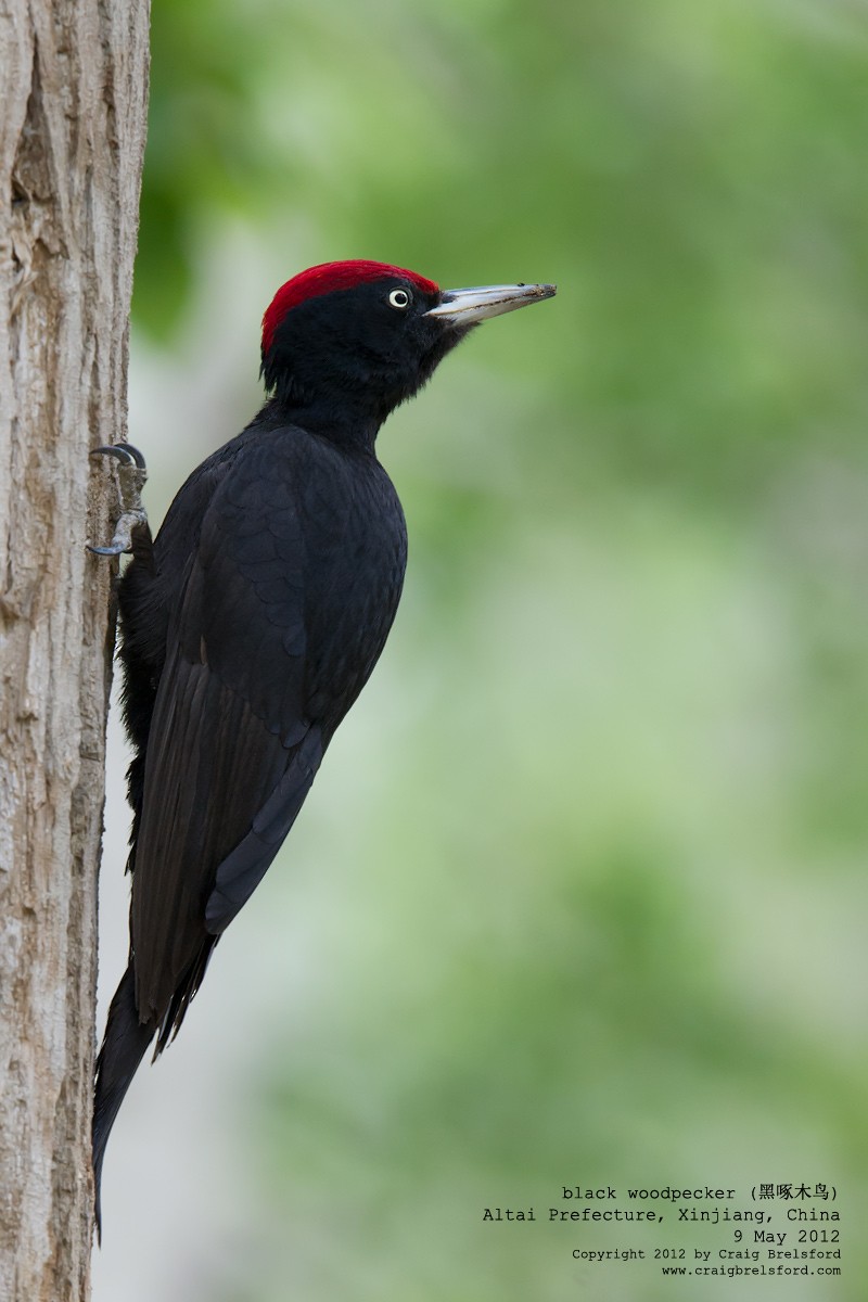 Black Woodpecker - ML118145951