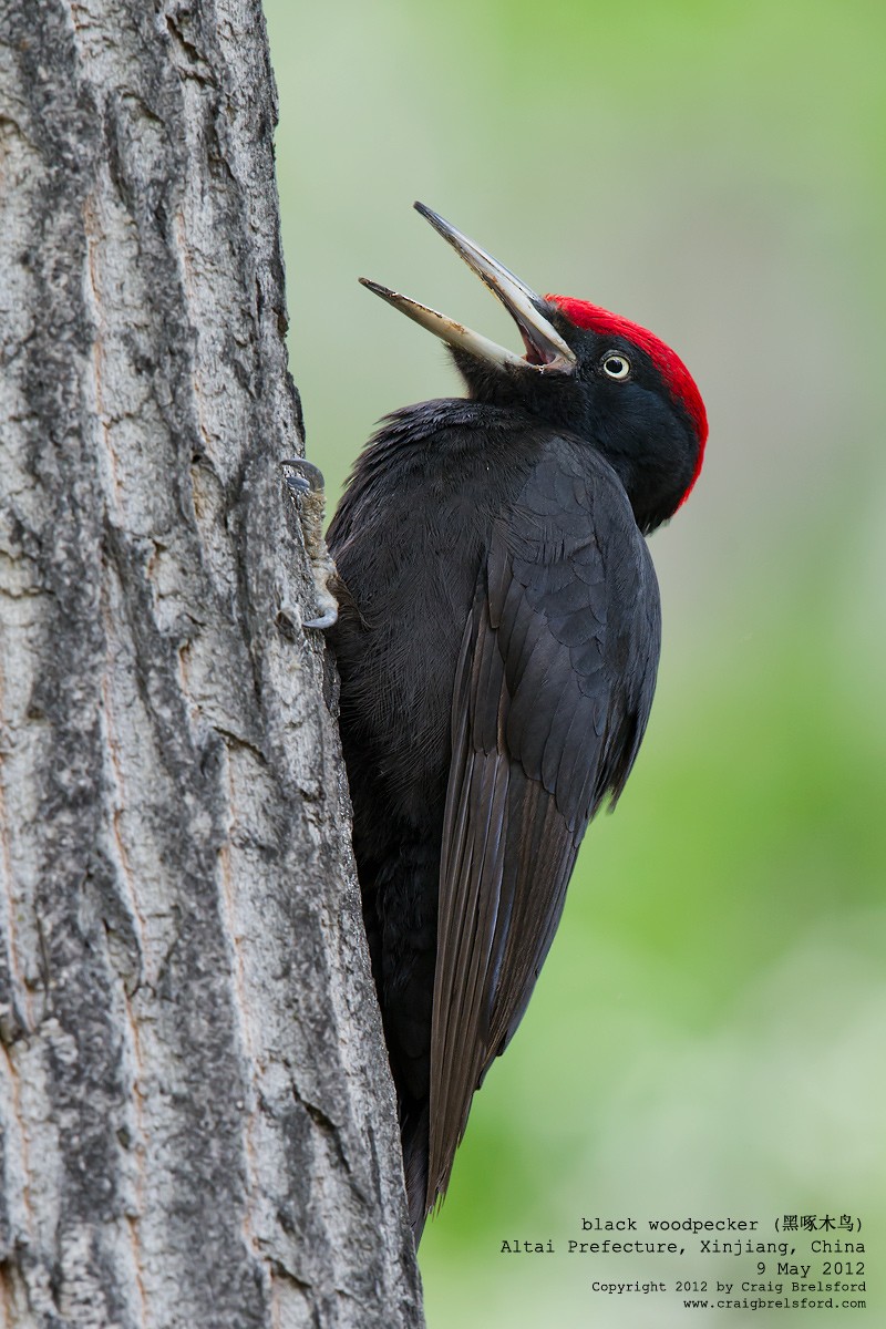 Black Woodpecker - ML118145971