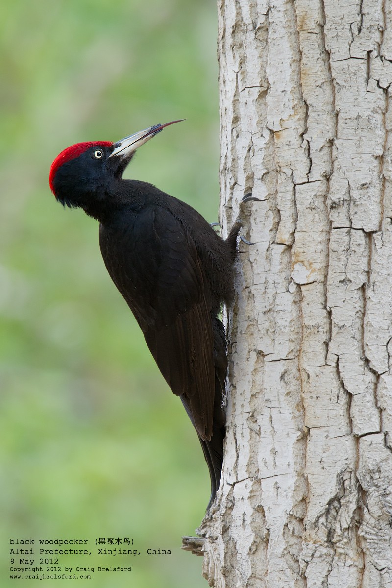 Black Woodpecker - ML118145991