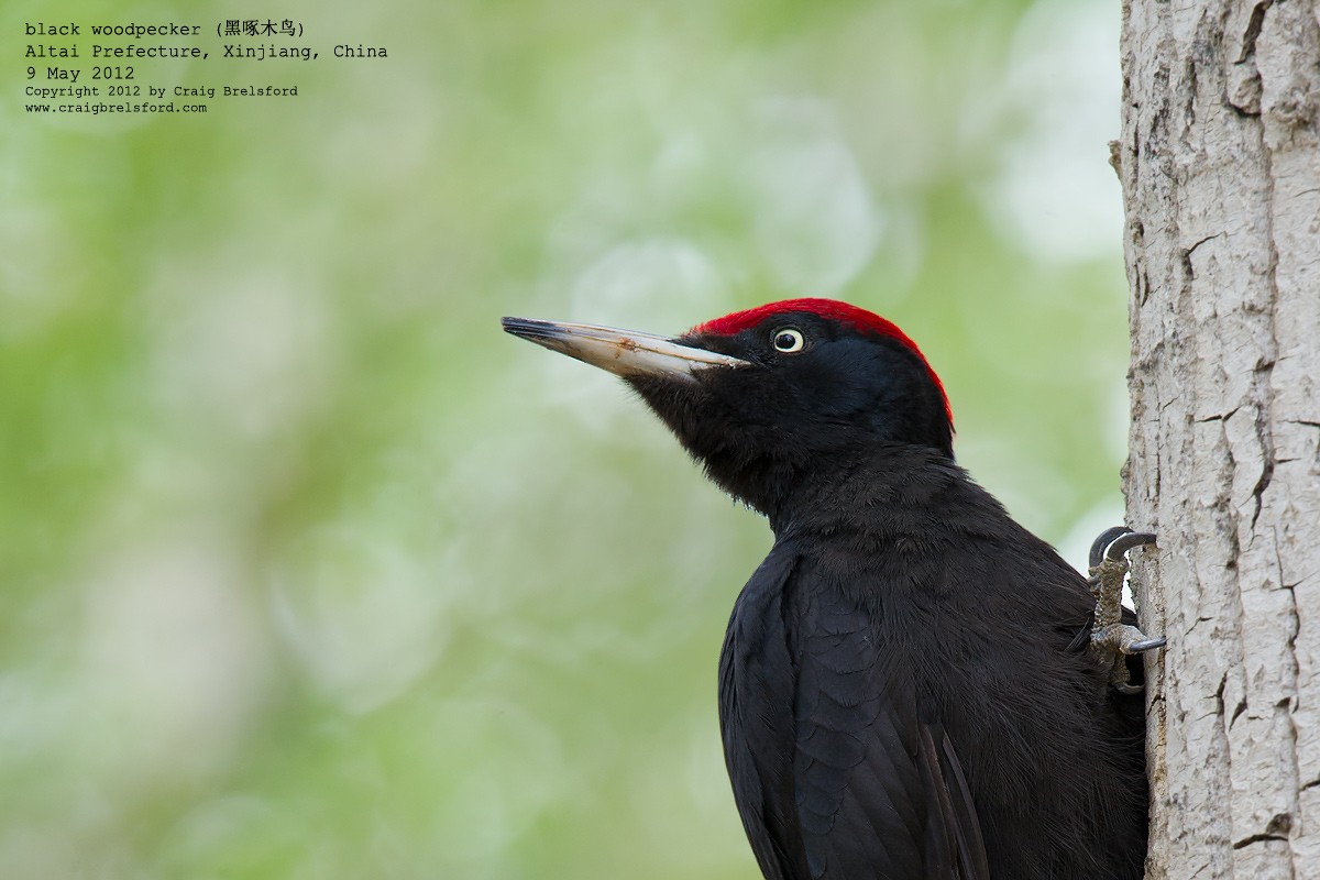 Black Woodpecker - ML118146011