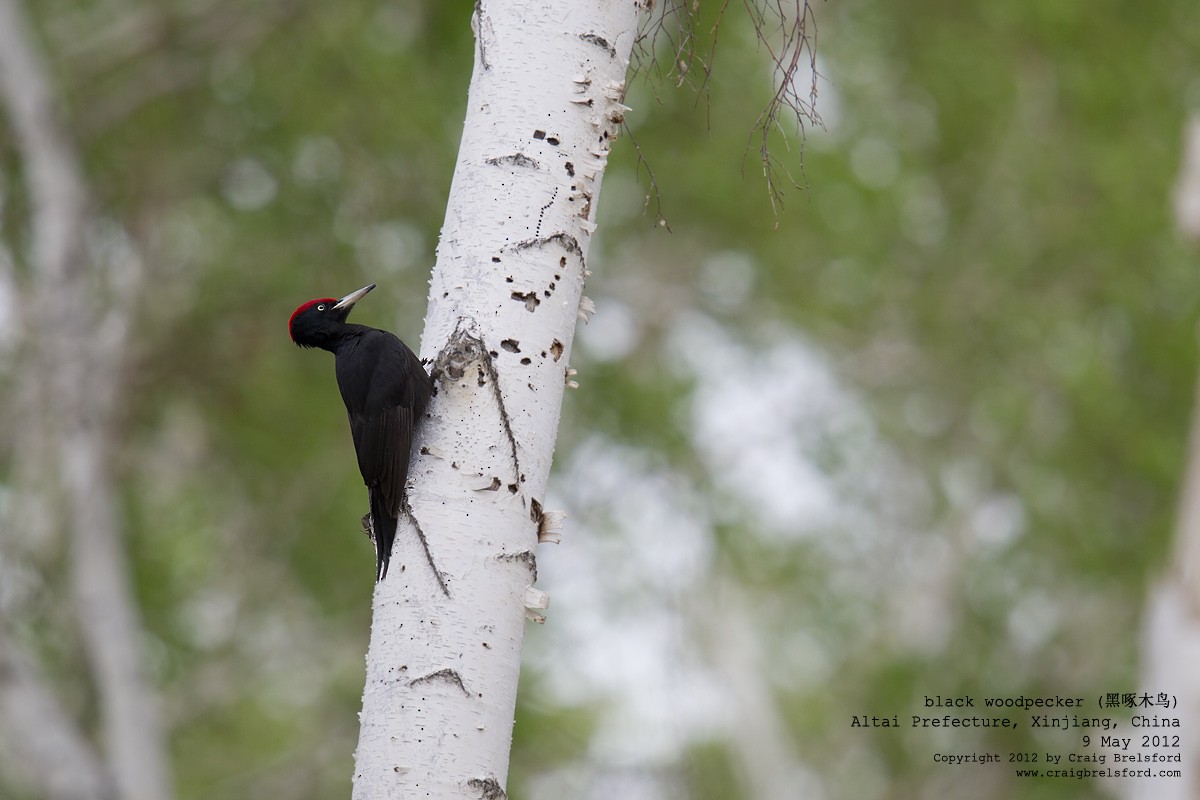 Black Woodpecker - ML118146031