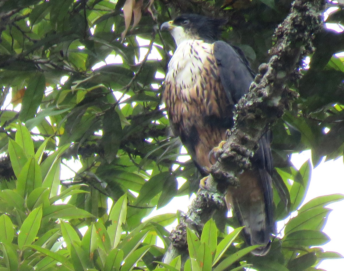 Rufous-bellied Eagle - Selvaganesh K