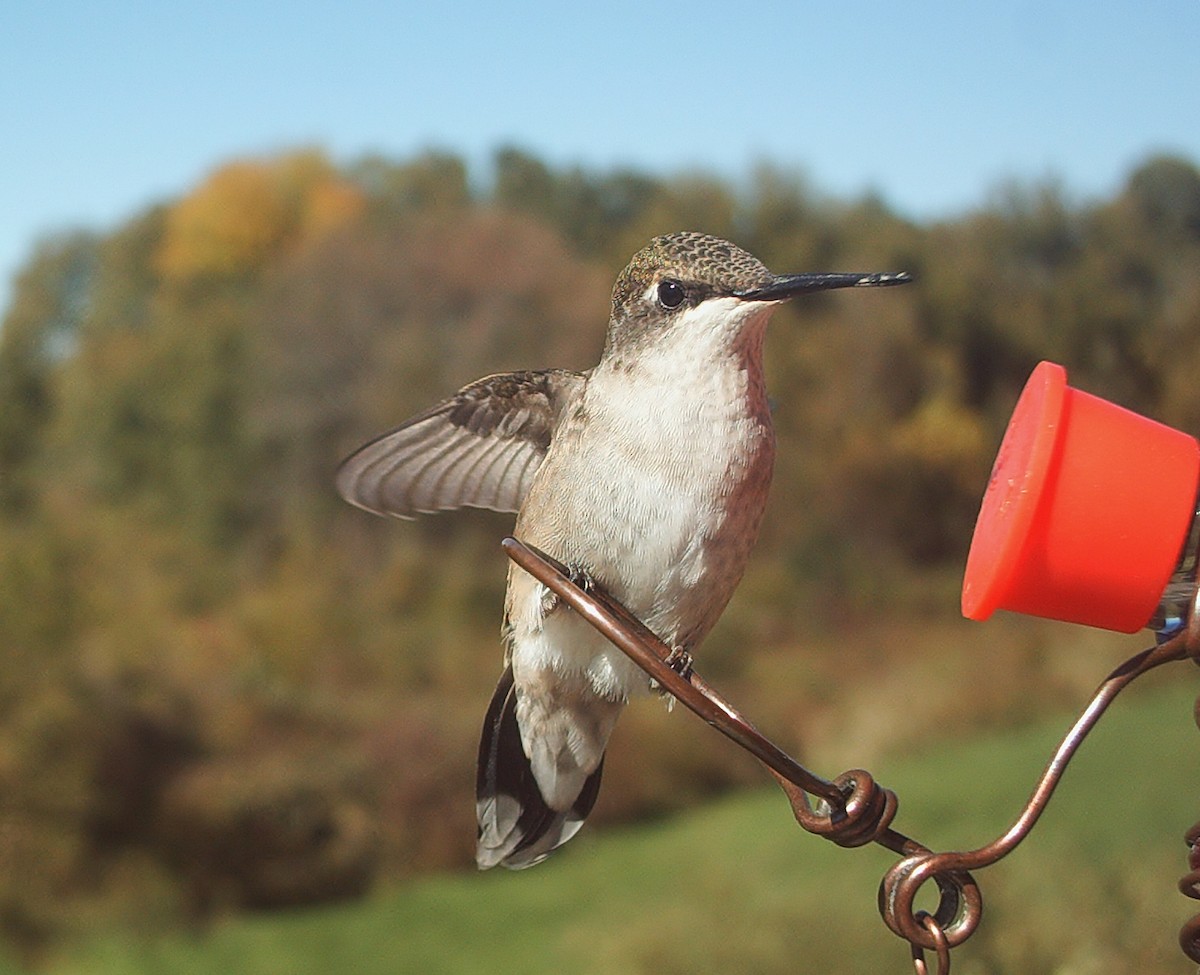 Ruby-throated Hummingbird - ML118149851