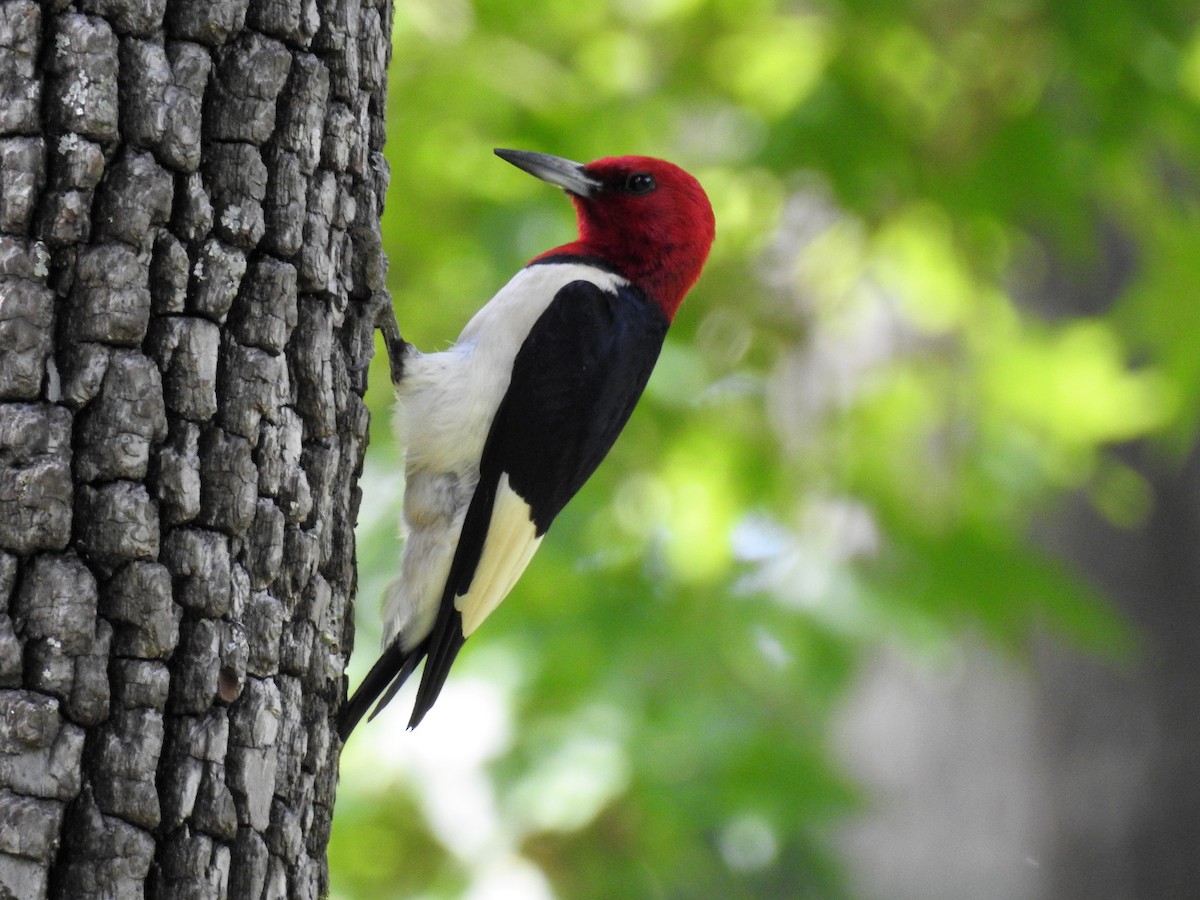Red-headed Woodpecker - ML118150501