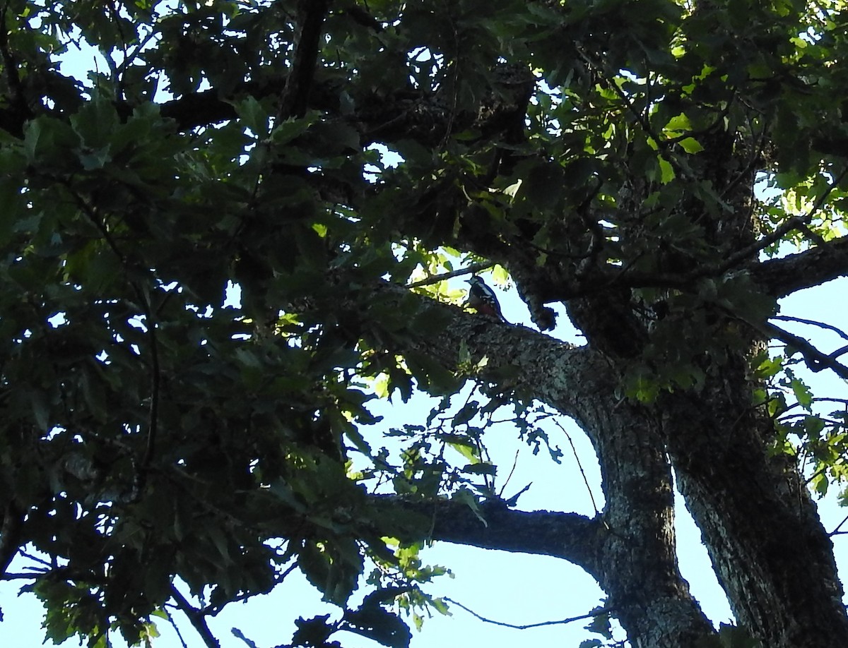 Great Spotted Woodpecker (Atlas) - ML118152281