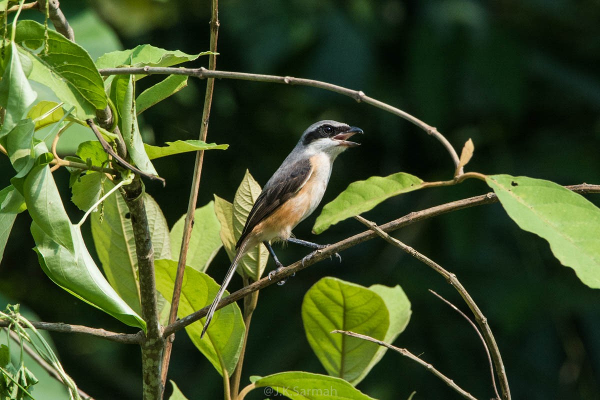Gray-backed Shrike - Jitendra Sarmah