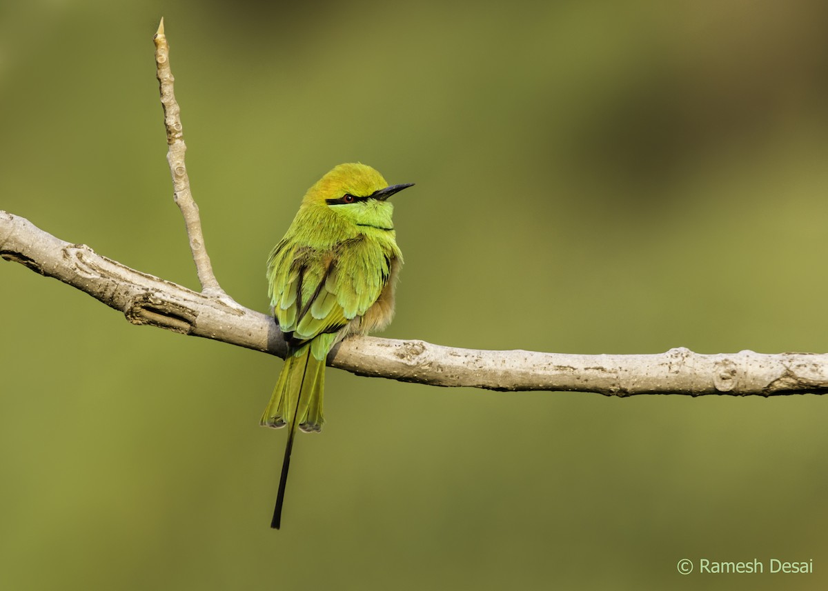 Asian Green Bee-eater - Ramesh Desai