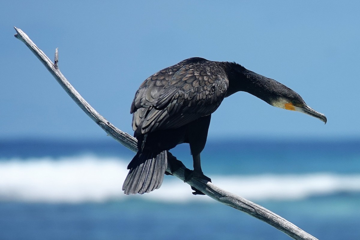 Great Cormorant - Adrian Skerrett