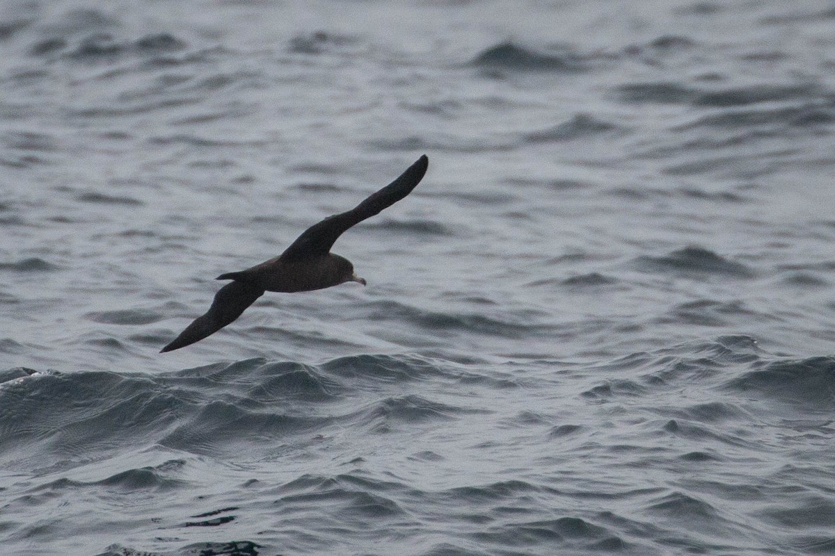 Flesh-footed Shearwater - Tanner Martin