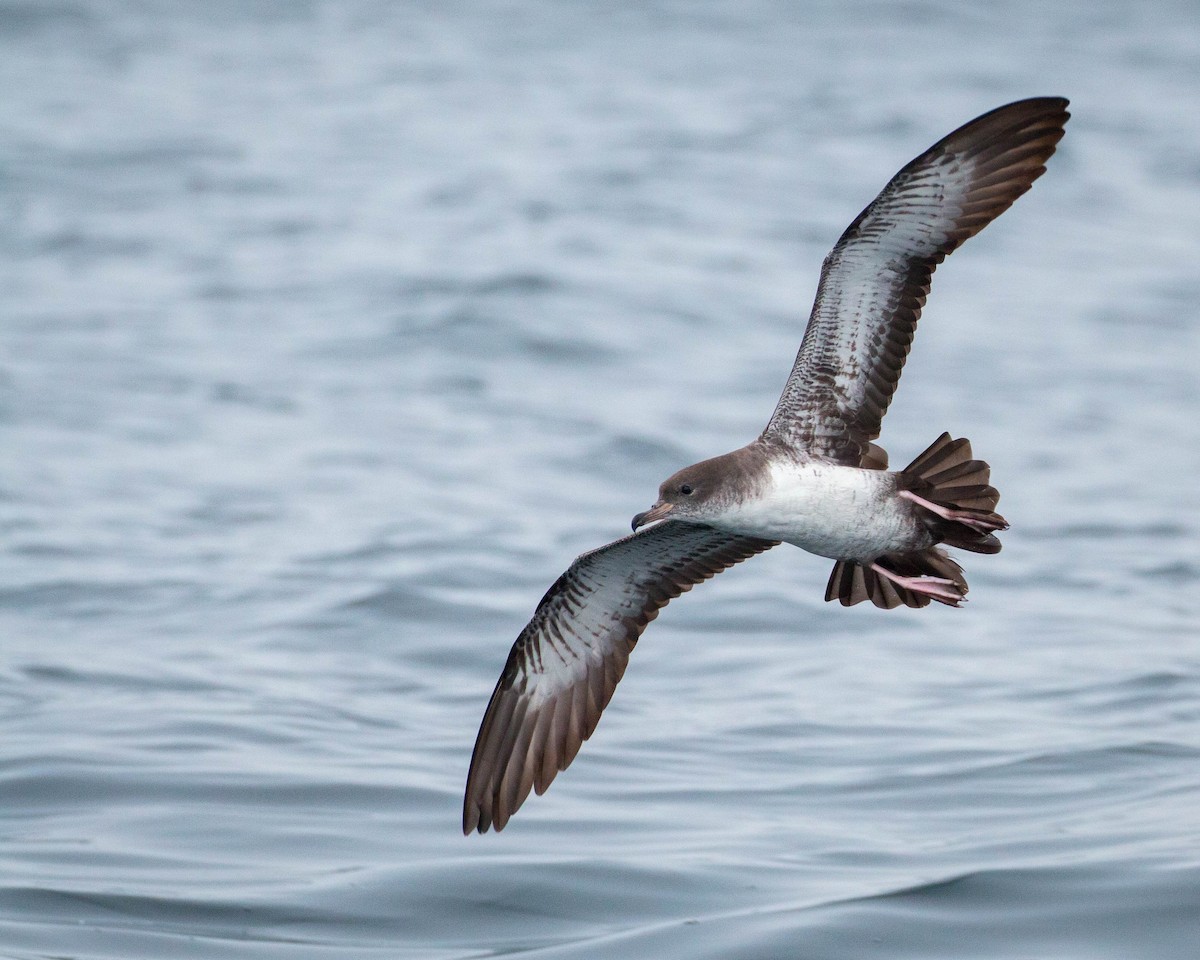 Pink-footed Shearwater - Tanner Martin