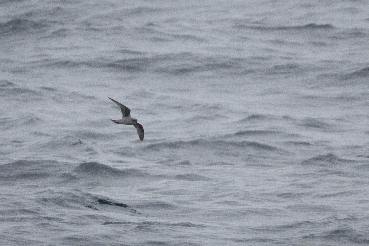 Fork-tailed Storm-Petrel - ML118157831