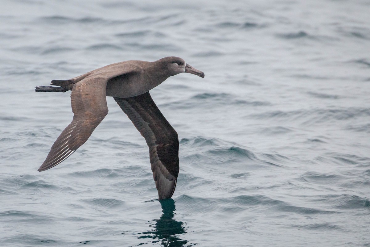 Black-footed Albatross - Tanner Martin