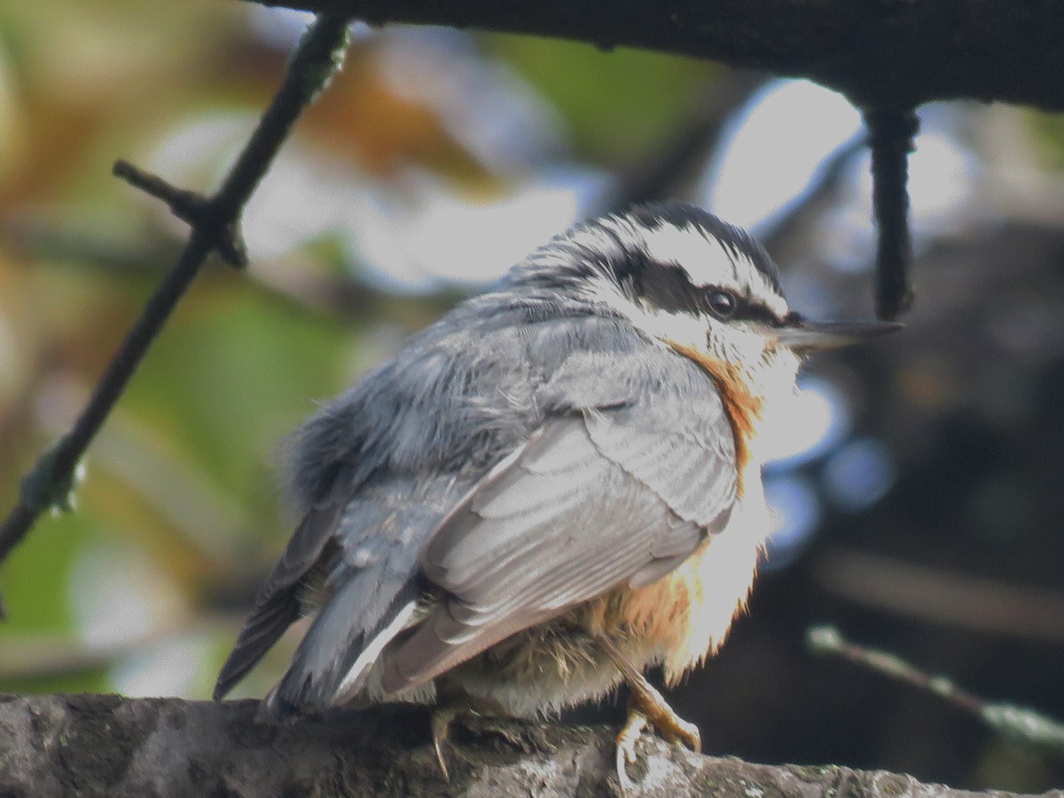 Red-breasted Nuthatch - ML118159531