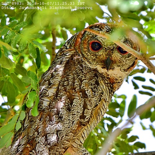 Mottled Wood-Owl - Tarachand Wanvari