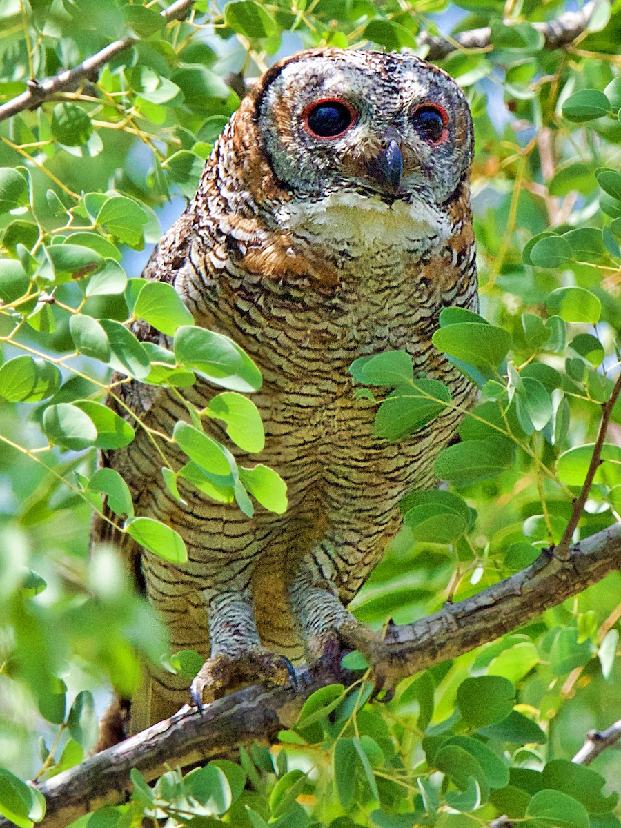Mottled Wood-Owl - ML118159901