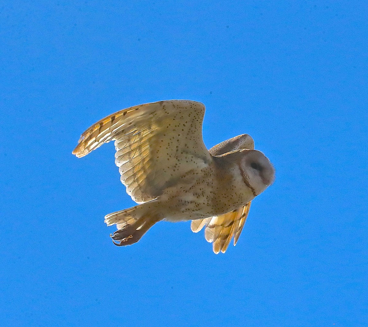 Barn Owl - ML118162011