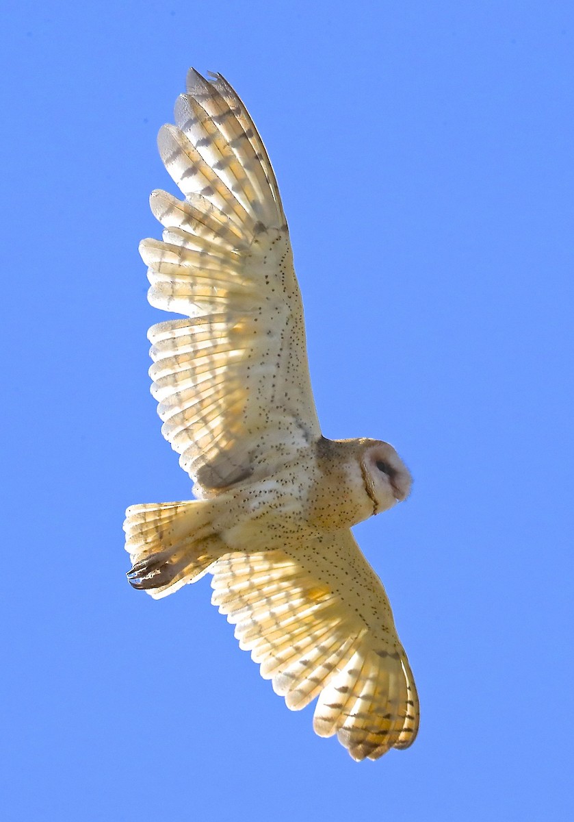 Barn Owl - Charles Lyon