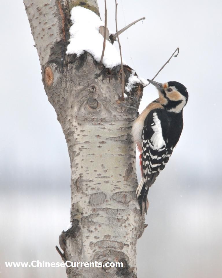Great Spotted Woodpecker - Steve Bale