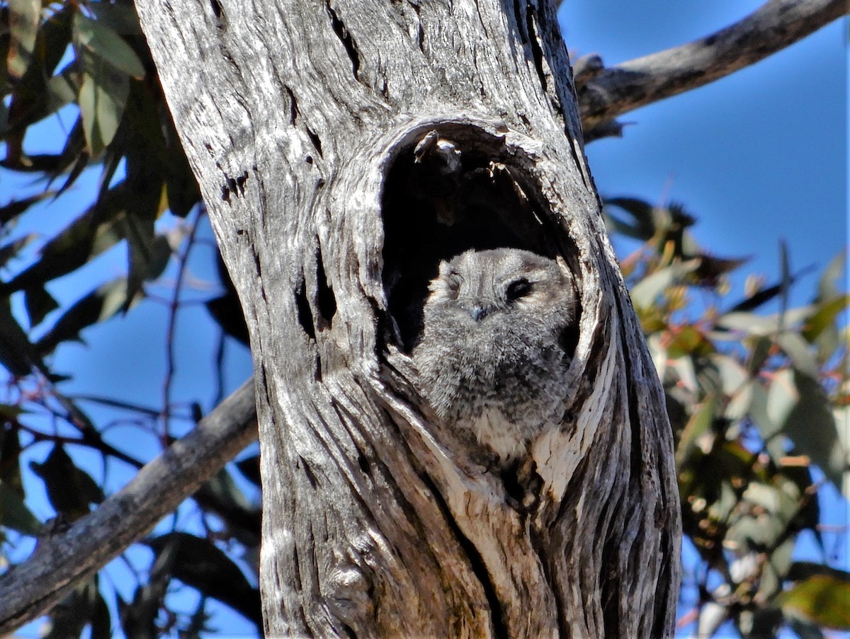 Australian Owlet-nightjar - ML118163771