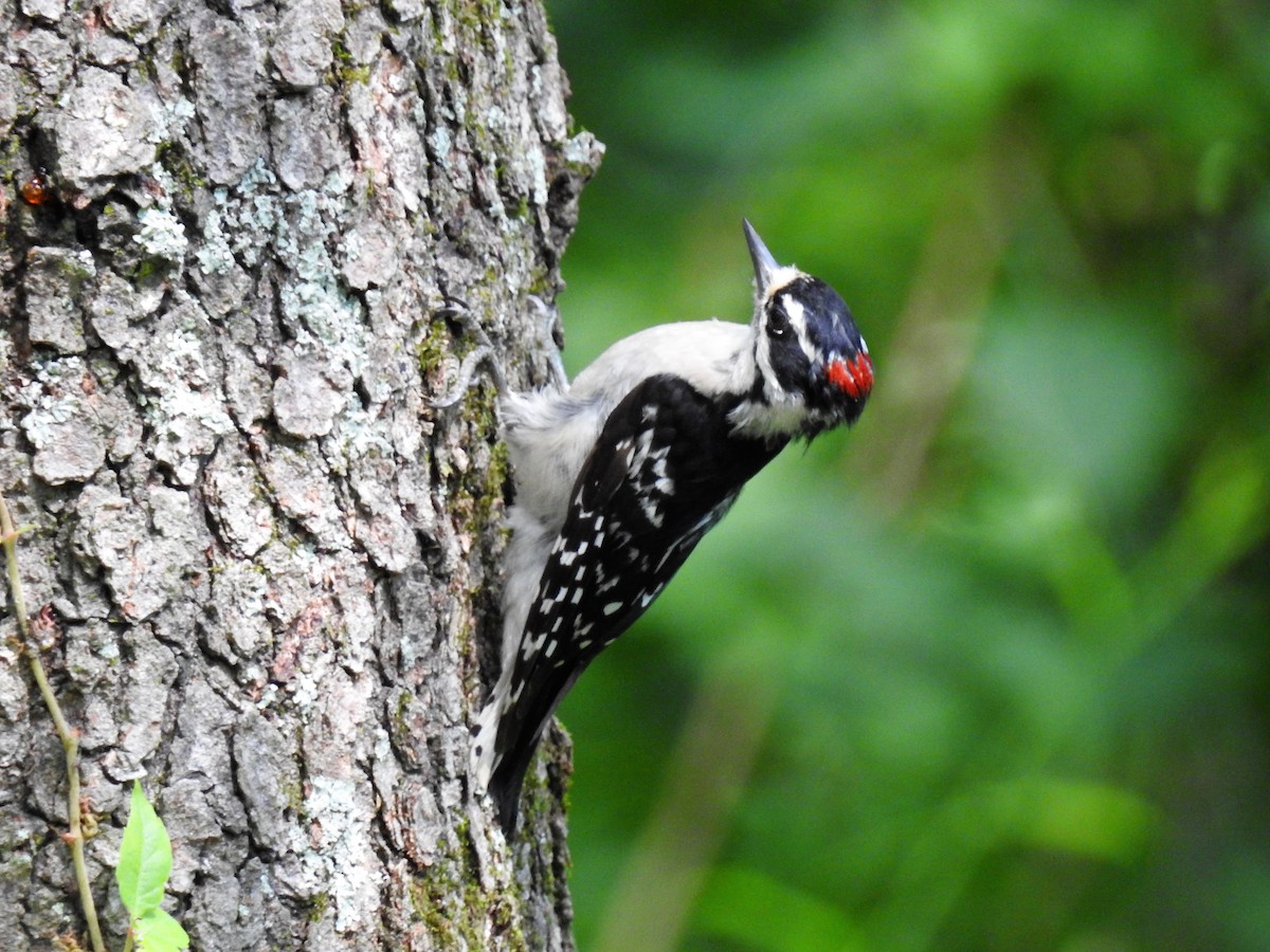 Downy Woodpecker - ML118164211