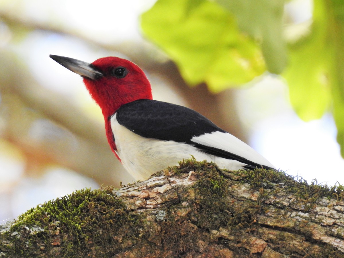 Red-headed Woodpecker - ML118164291