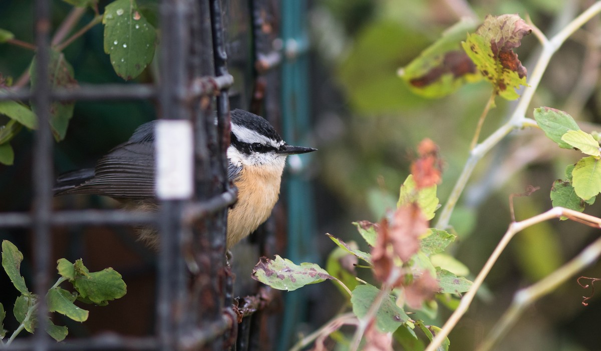 Red-breasted Nuthatch - ML118164791