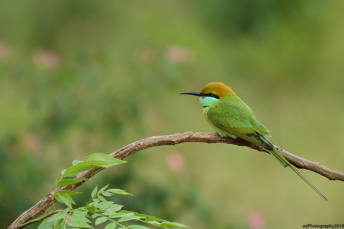 Asian Green Bee-eater - Rahul  Singh