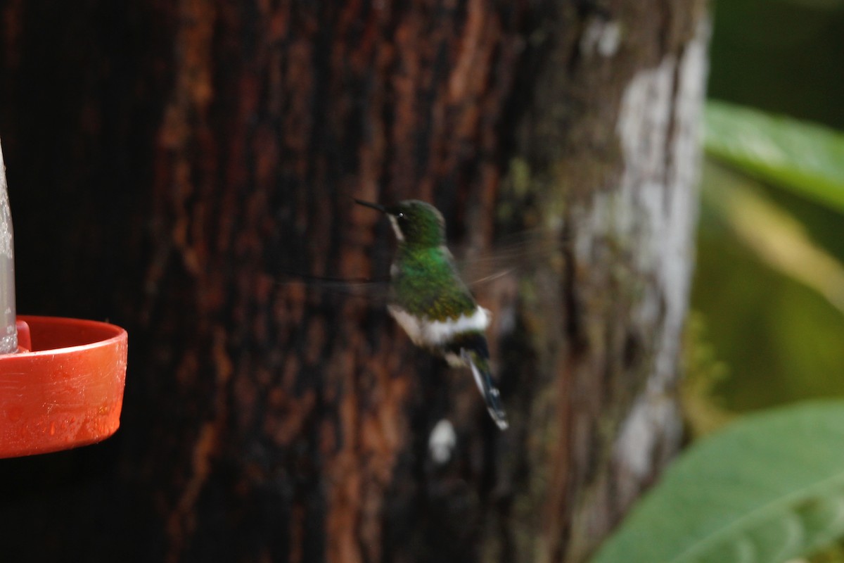 kolibřík trnoocasý - ML118167441