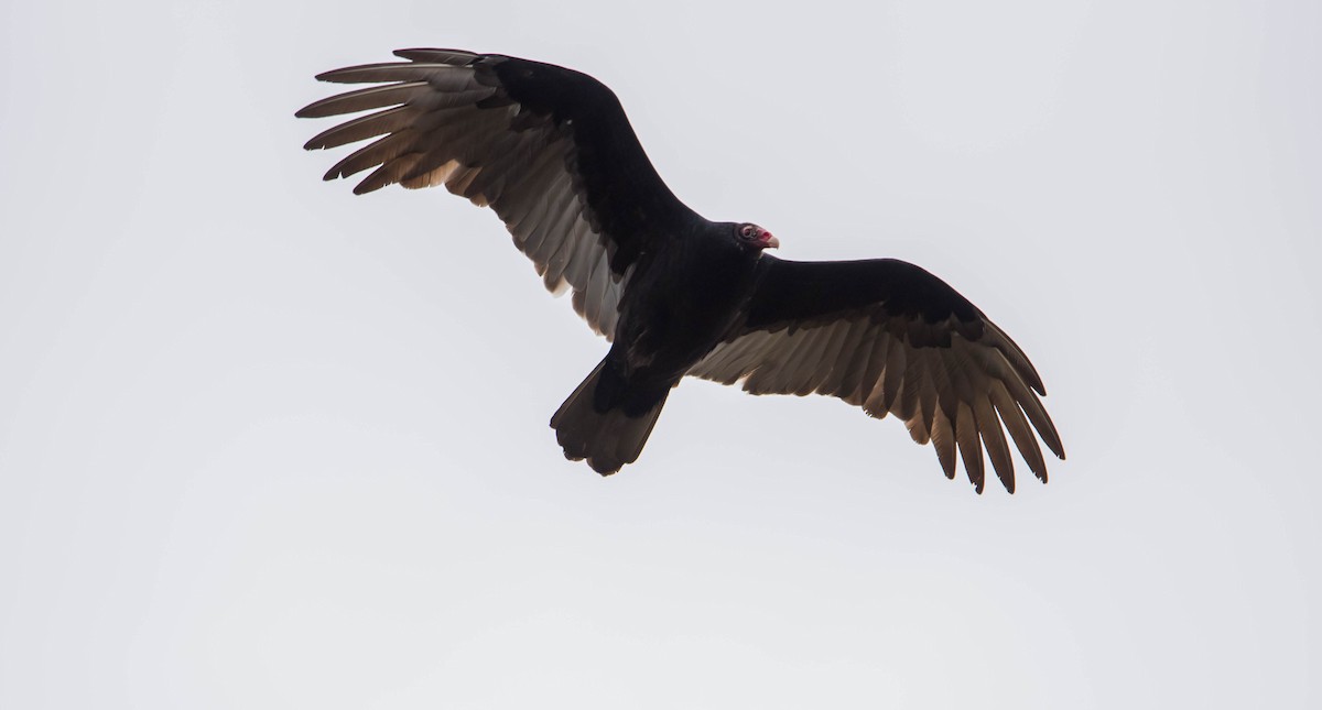 Turkey Vulture - ismael chavez