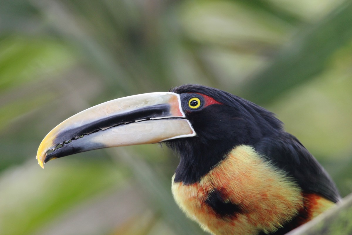 Collared Aracari (Pale-mandibled) - Robert Gowan