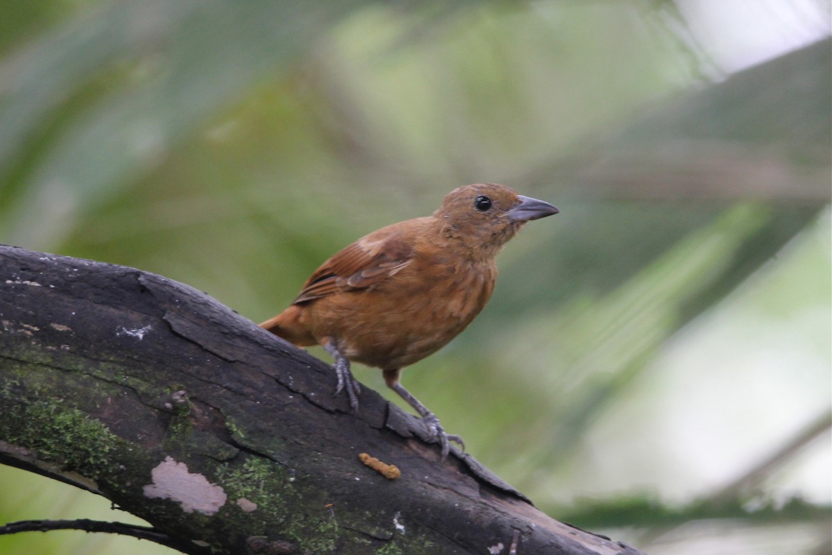 White-lined Tanager - ML118168251