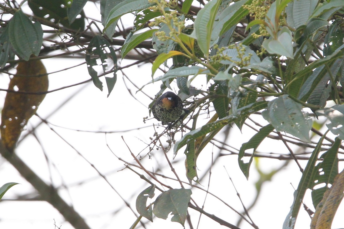 Rufous-throated Tanager - ML118168331