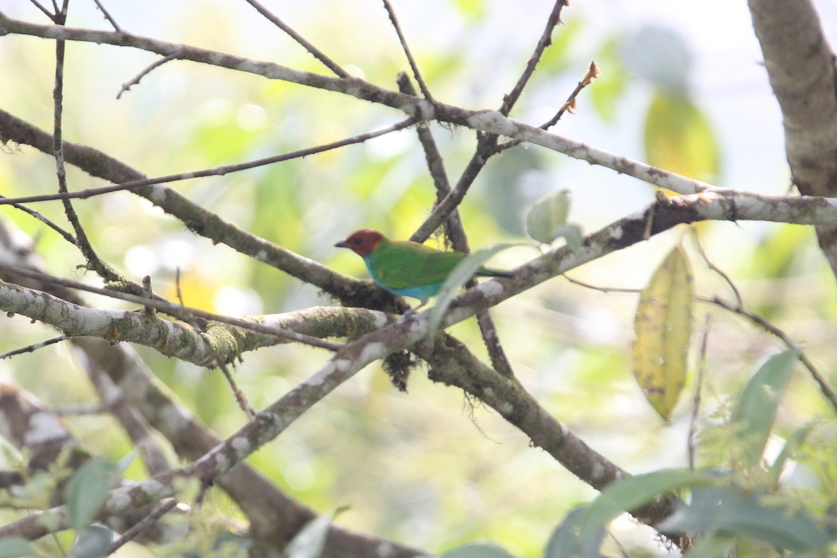 Bay-headed Tanager (Bay-and-blue) - ML118168381