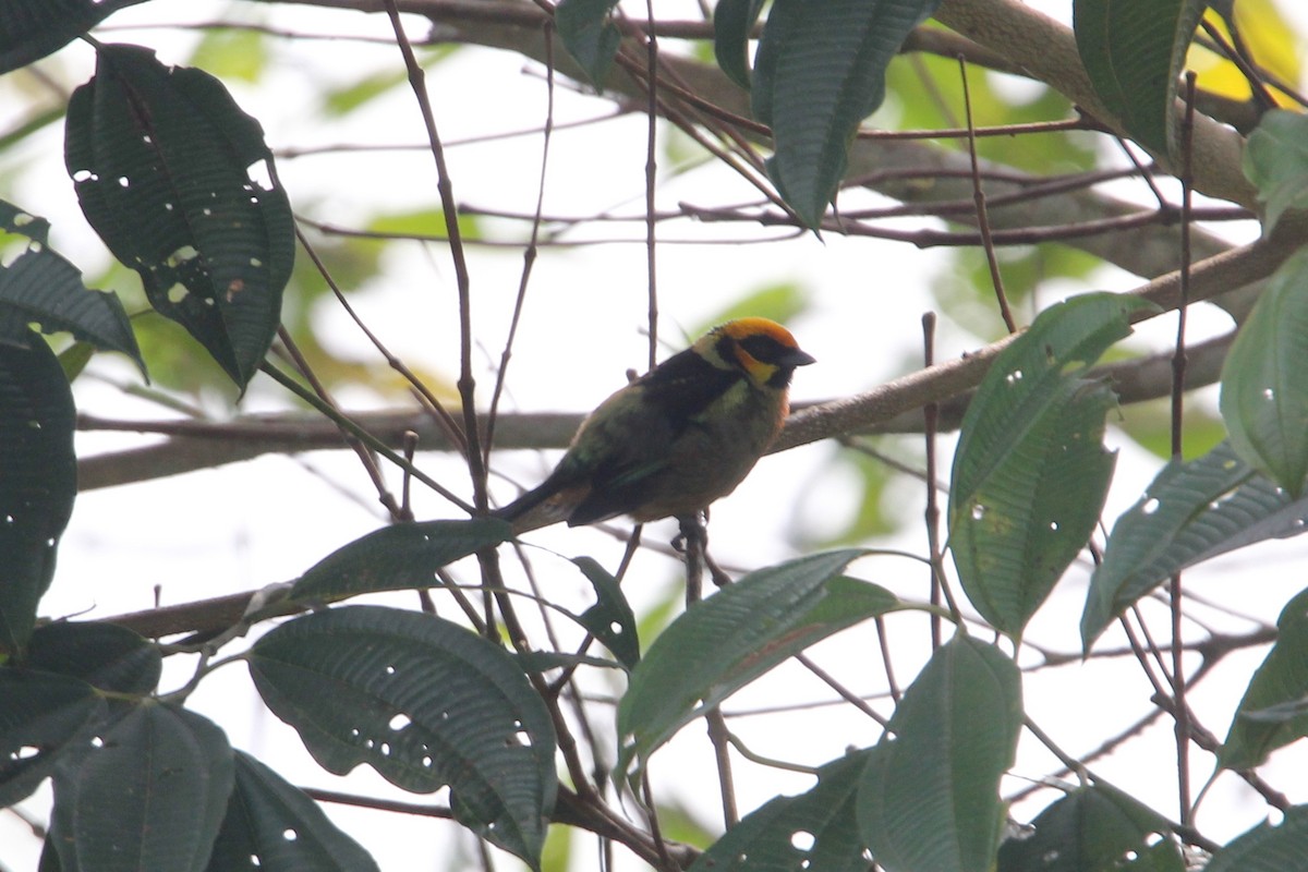 Flame-faced Tanager - ML118168411