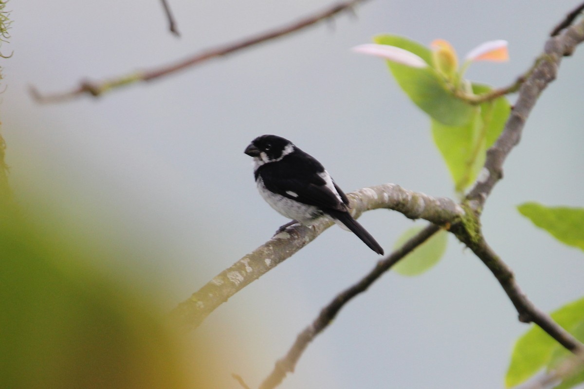 Variable Seedeater - ML118168531